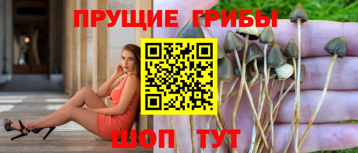 Галлюциногенные грибы GOLDEN TEACHER Котовск